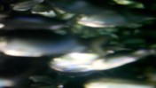 Close-Up of Fish Swimming in a Tank
