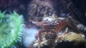 Coonstripe Shrimp Moving its Antennae