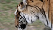 Close-Up of a Walking Bengal Tiger