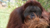 Ape with Red Fur at the Miami Metro Zoo