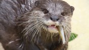 Asian Small-Clawed Otter Consuming a Small Fish