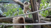Lar Gibbon Jumping to Meet its Mother at the Schönbrunn Tiergarten
