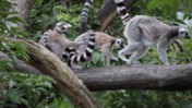 Ring-Tailed Lemurs Walking on a Branch at the Schönbrunn Tiergarten