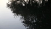 Reflection of Trees on the Water's Surface