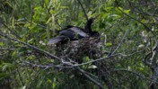 Mother Anhinga Feeding its Offspring at Shark Valley of Everglades National Park