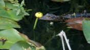 Juvenile American Alligator Swimming Through Vegetation