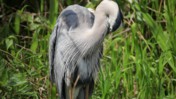 Great Blue Heron Picking at its Feathers