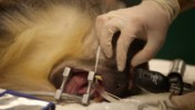 Anesthetized Primate at the Sacramento Zoo