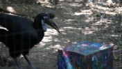 Bird Using Beak to Open a Box at the Sacramento Zoo