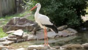 Bird Tilting its Head at the Memphis Zoo