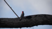Two Red-Bellied Woodpeckers