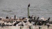 Group of Birds Preening and Roosting in Cedar Key, Florida