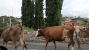 A Panning Shot of the Cow Parade