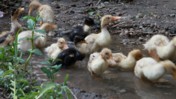 Ducklings Playing in a Puddle