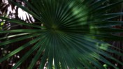 Light and Shadow on a Saw Palmetto