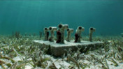 Natural Healing - Using Sponges for Reef Restoration in Biscayne National Park [CC, Large]