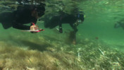 Seagrass Restoration and Monitoring in Biscayne National Park [CC, Large]