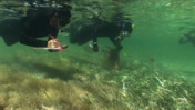 Seagrass Restoration and Monitoring in Biscayne National Park [CC, Small]