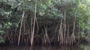 Mangroves of Halfway Creek