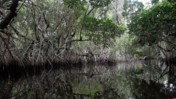 Mangroves in the Shade