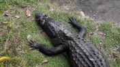 A Juvenile Alligator Sunning