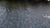 Lone Alligator