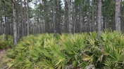 Saw Palmettos in Front of a Pine Forest at Colt Creek State Park