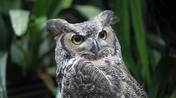 A Great Horned Owl