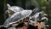 Turtles Resting