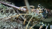 Lobster Close-Up