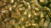 Numerous Bees and Queen
