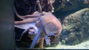 Octopus Swimming