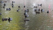 Ducks on the Water