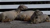 Three Sheared Sheep