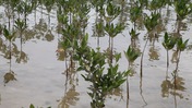 Young Red Mangroves