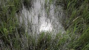 Wetlands at Fort Mose: Close-Up