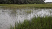 Wetlands at Fort Mose