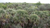Tops of Trees at Myakka River State Park
