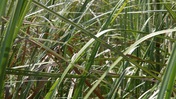 Tangled Grasses
