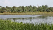 A View of the Wakulla River
