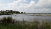 St. Marks River Panorama