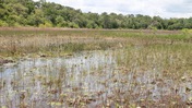 Lily Pads in May's Prairie