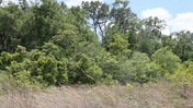 Trees at May's Prairie