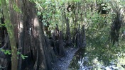 Cypress in Wetlands