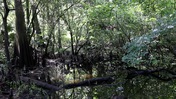 Heavy Wetlands Overgrowth