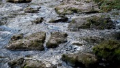 Mossy Stones in the River