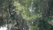 Verdant Reflections on the Hillsborough River