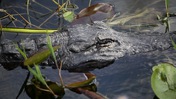 Alligator Submerged