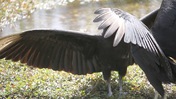 Vulture Drying Wings