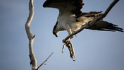 Osprey With Catch